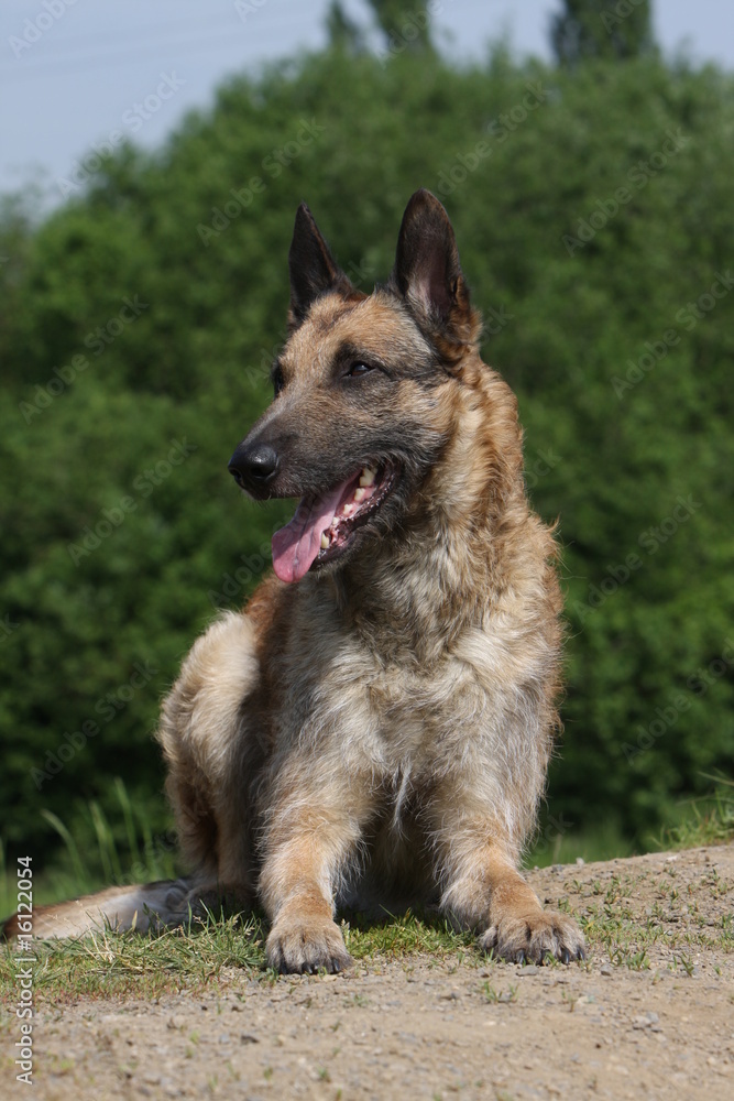 laekenois couché de face la tête tournée dans la terre