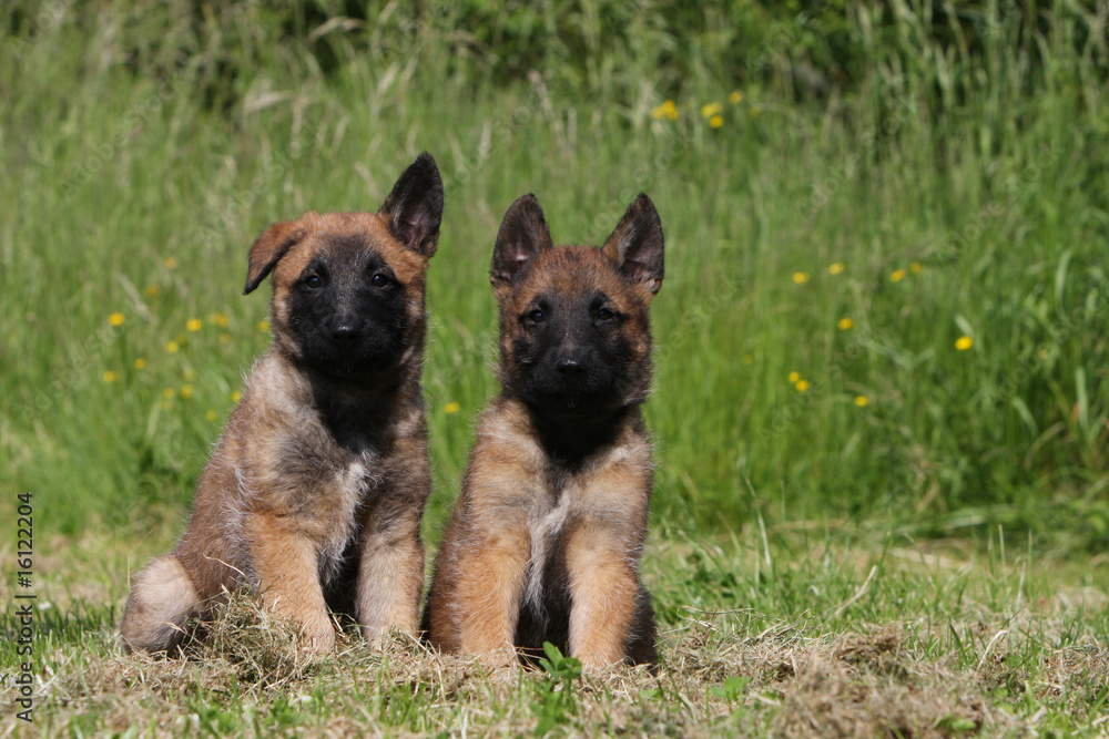deux petits chiots laekenois assis côte à côte dans l'herbe deux petits chiots laekenois assis côte à côte dans l'herbe