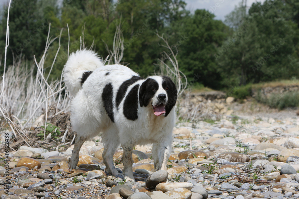 landseer adulte debout à la campagne sur les galets landseer adulte debout à la campagne sur les galets