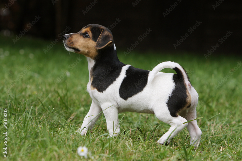 petit parson jack russell terrier marchant fièrement de profil petit parson jack russell terrier marchant fièrement de profil