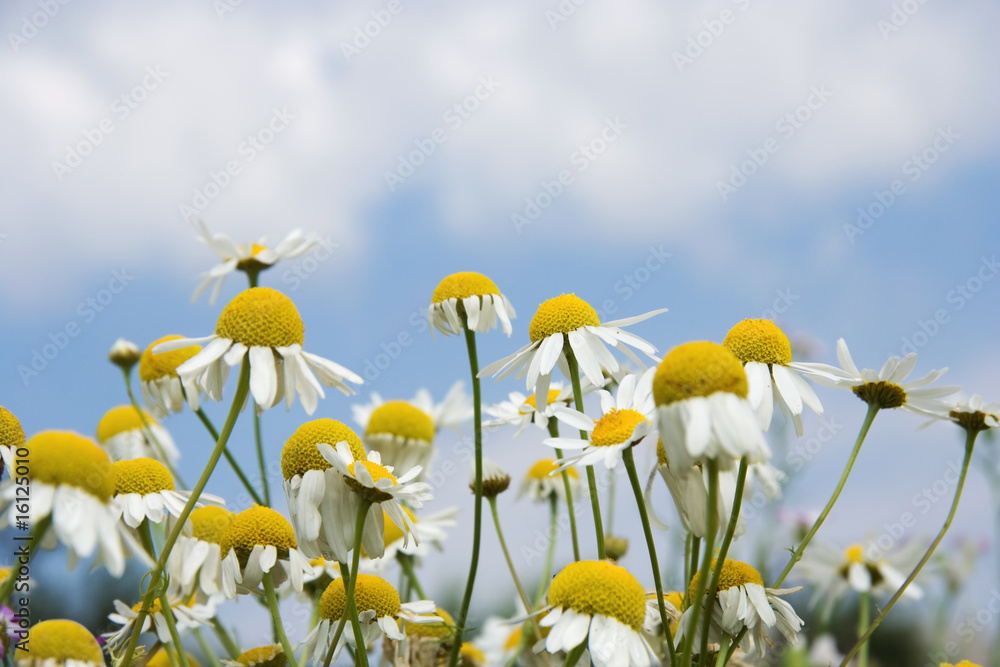 Camomiles Camomiles