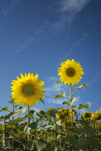 Two sunflowers over blue sky