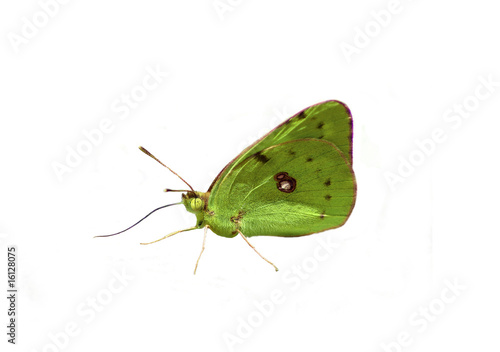 papillon détouré vert photo