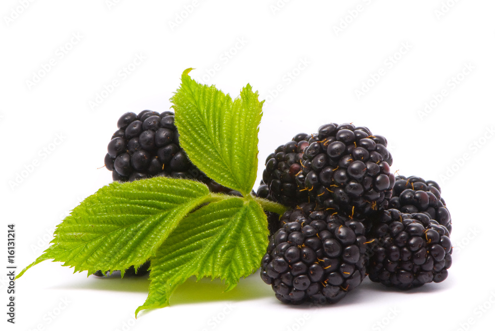 Beautiful blackberries. Macro shot. Studio isolated on white bac Beautiful blackberries. Macro shot. Studio isolated on white bac
