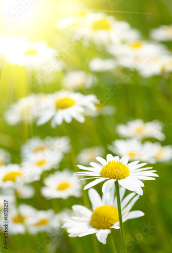 Fototapeta Naklejka Na Ścianę i Meble -  White and yellow daisies