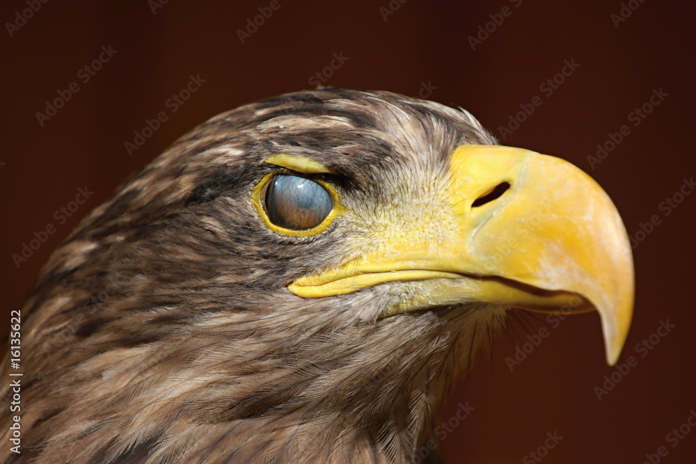 Obraz premium Eyewink, Sea eagle (Haliaeetus albicilla)