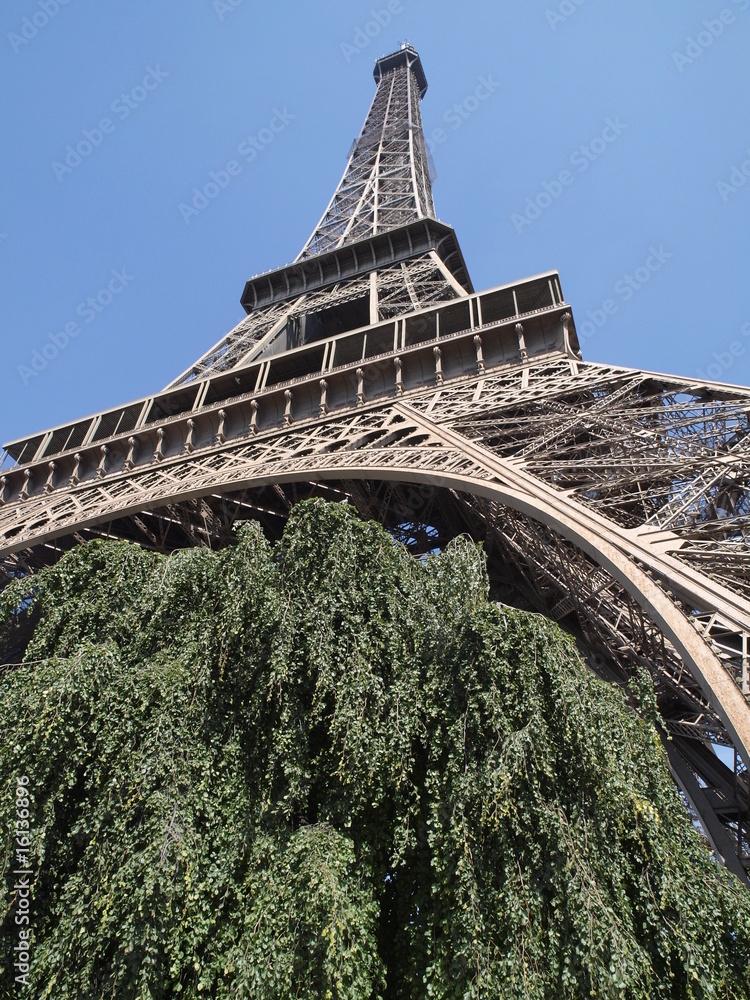 Sauce llorón bajo la torre Eiffel en Paris foto de Stock | Adobe Stock