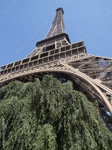Sauce llorón bajo la torre Eiffel en Paris