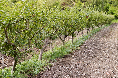 Culture de pommes biologiques dans les Hautes Alpes