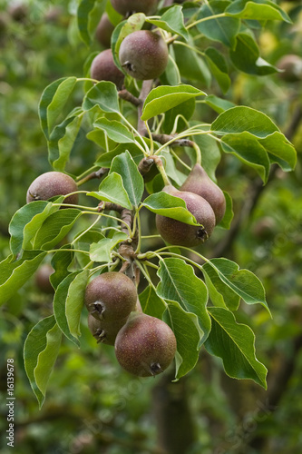 Pears growing on a tree in summer photo