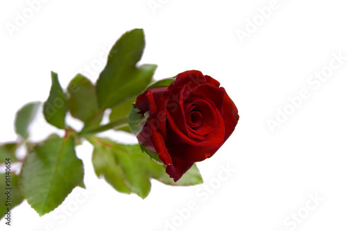 Red rose isolated on white background