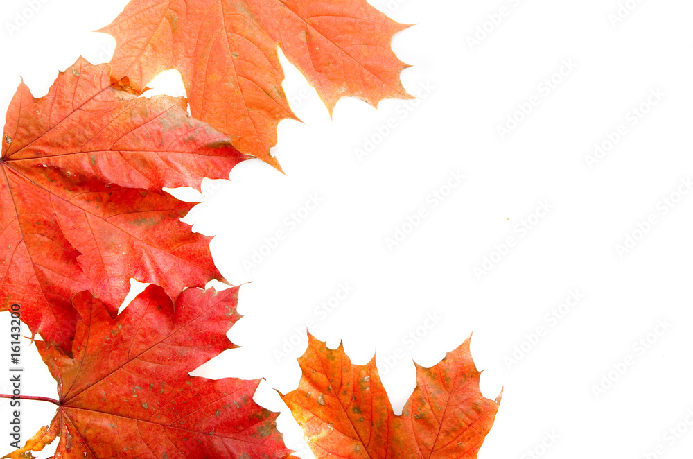 Obraz premium autumn leaves