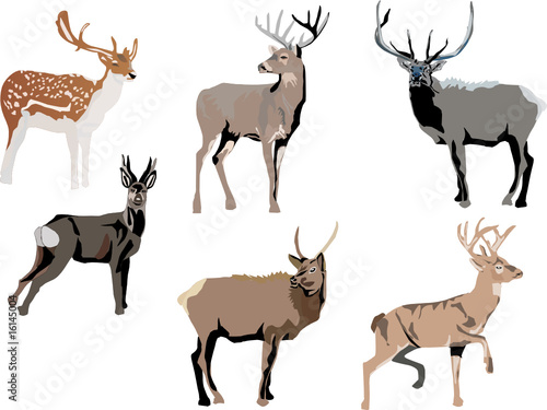 six color deers