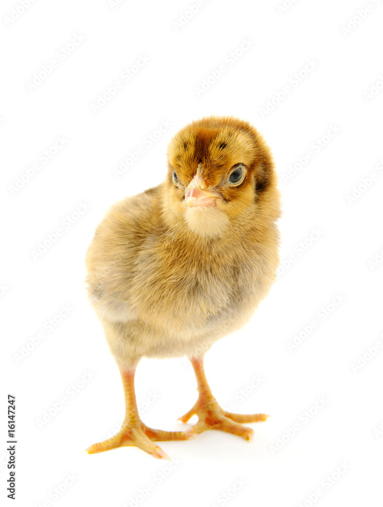 chicken chicken