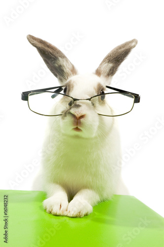 white rabbit wearing glasses