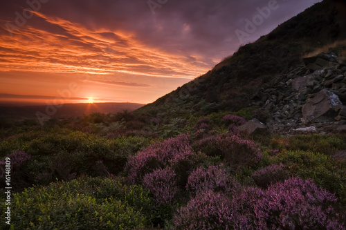Beautiful Landscape at sunset with colorful heather