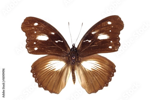 butterfly on white background photo