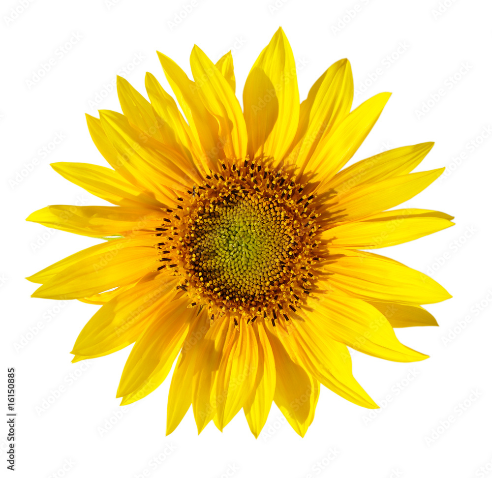 Fototapeta premium Beautiful yellow Sunflower petals closeup