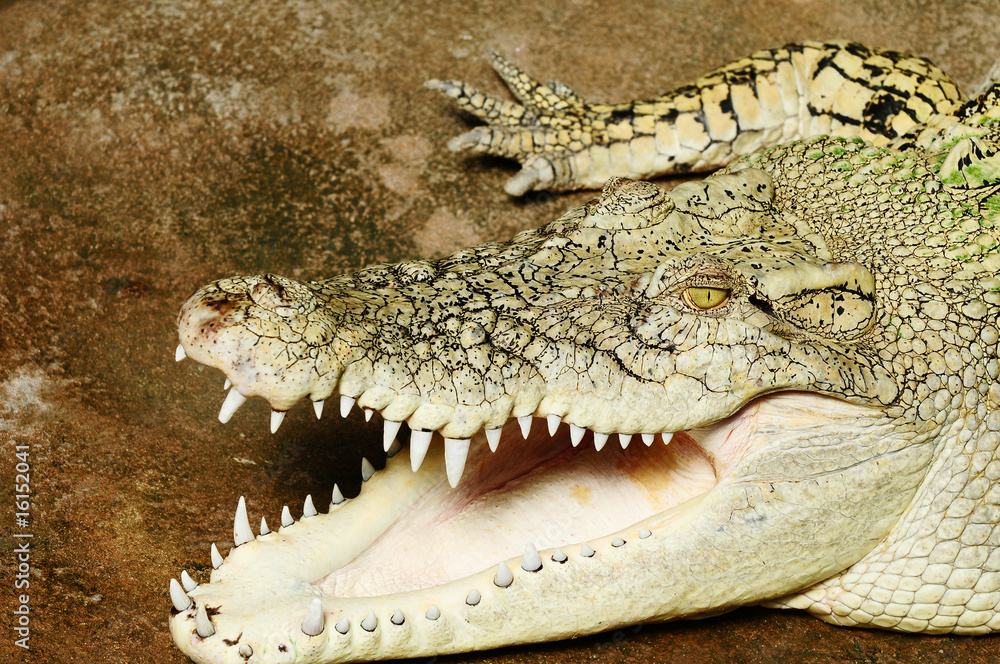 Obraz premium Alligator