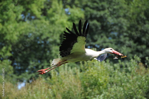 Storch im flug