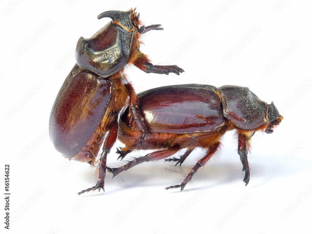 Bugs sex Bugs sex