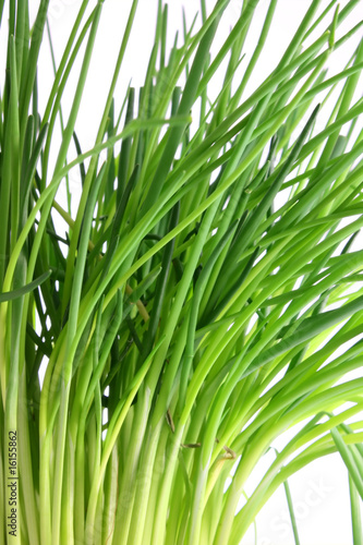 Chive herbs