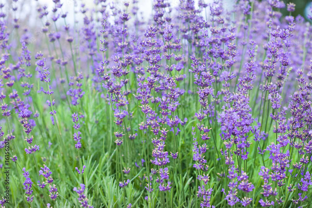 Obraz premium field with many flowers of lavender