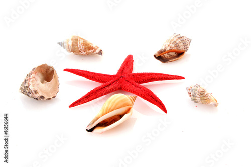 Seastar  and sea shells
