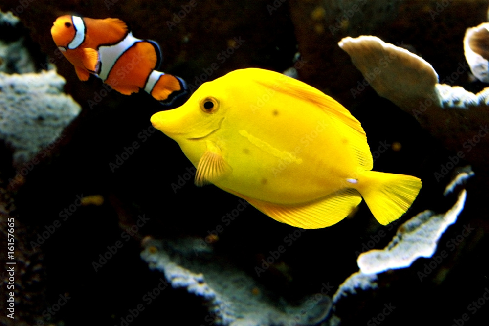 Obraz premium Fische