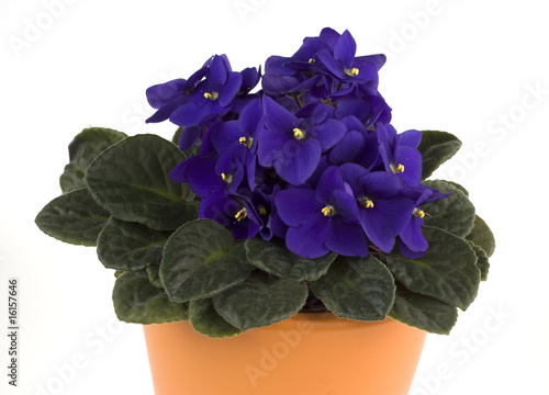 Obraz na płótnie african violet detail