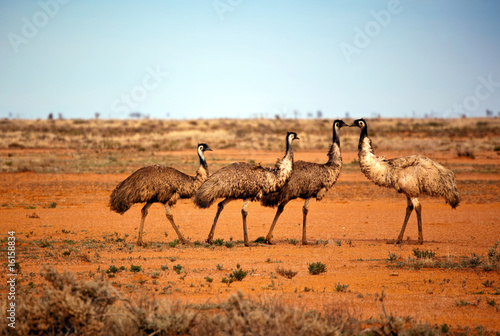 Outback Emus photo