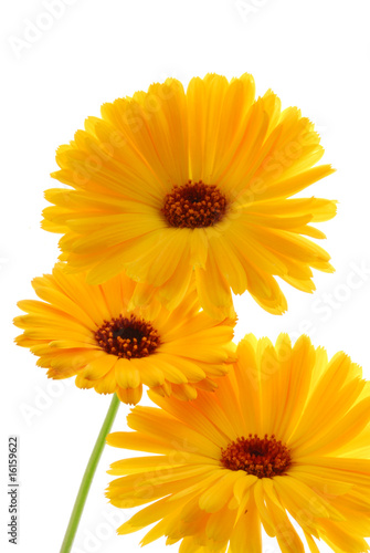 yellow daisy gerber flowers