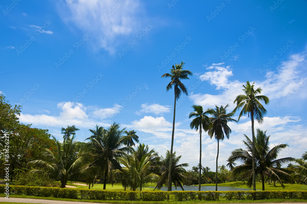 Fototapeta premium Golf Greens