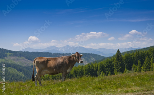 Healthy cow in the mountains