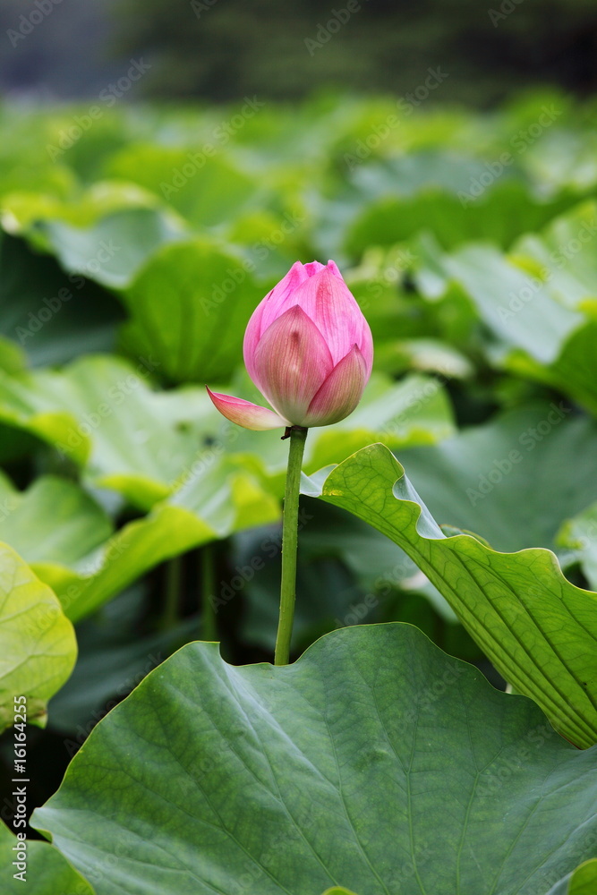 lotus flower / 蓮花　東京・上野・不忍池