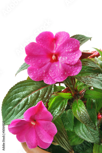 Fototapeta Naklejka Na Ścianę i Meble -  Impatiens