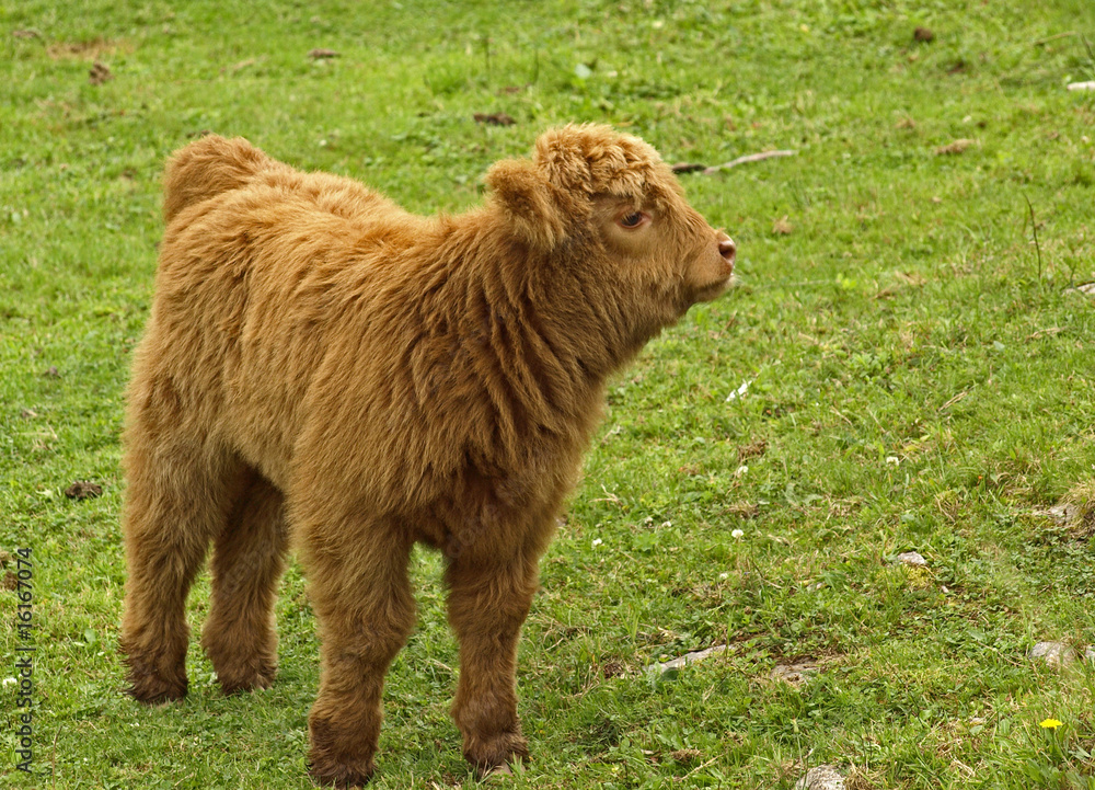 VEAU HIGHLAND VEAU HIGHLAND