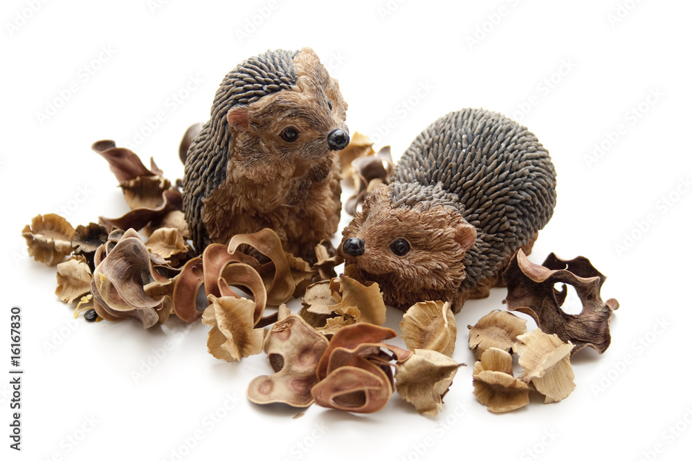 Obraz premium Igel