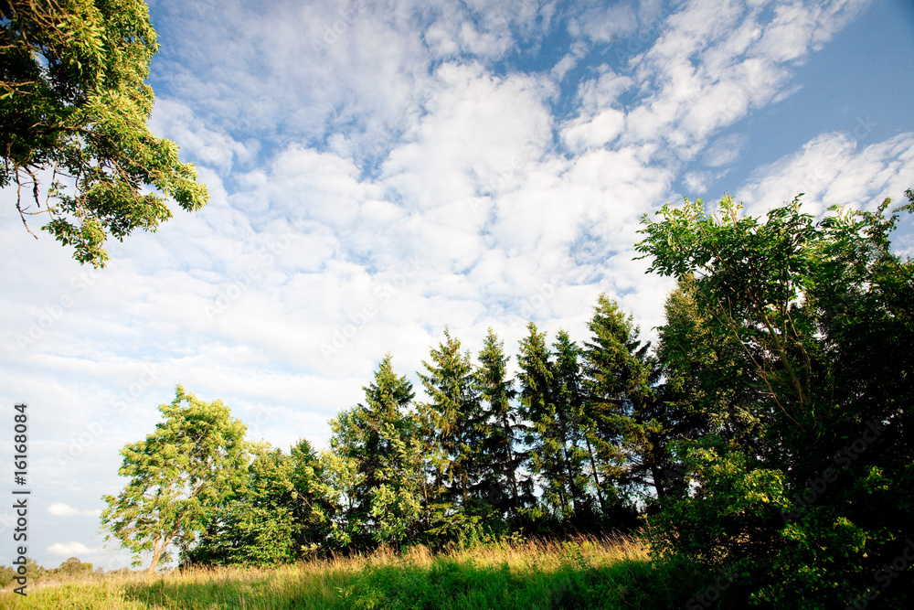 forest and sky forest and sky