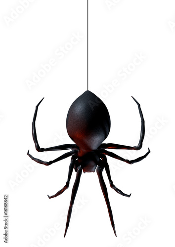 Obraz na plátně spider
