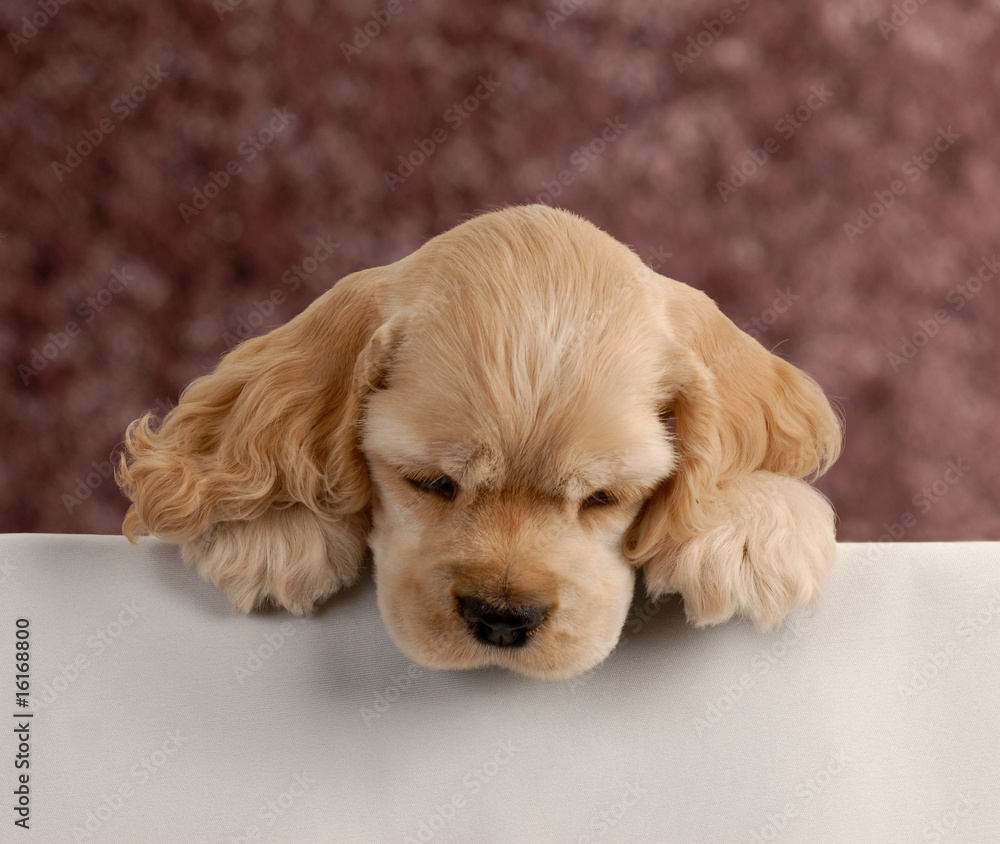 cocker spaniel puppy with paws over white foreground.. cocker spaniel puppy with paws over white foreground..