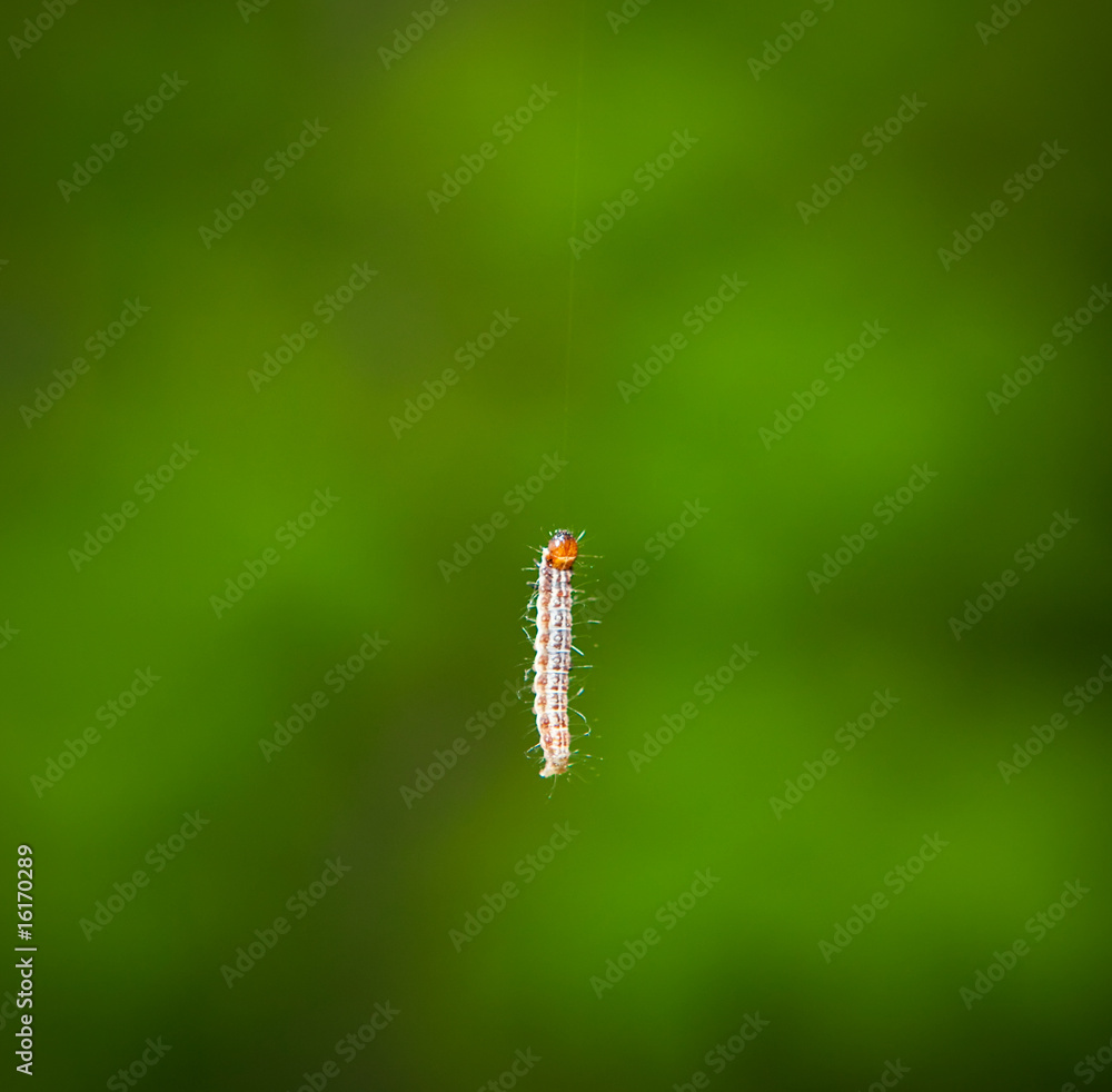 small caterpillar on green background small caterpillar on green background