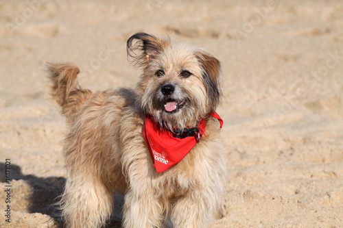 Berger des Pyrénées
