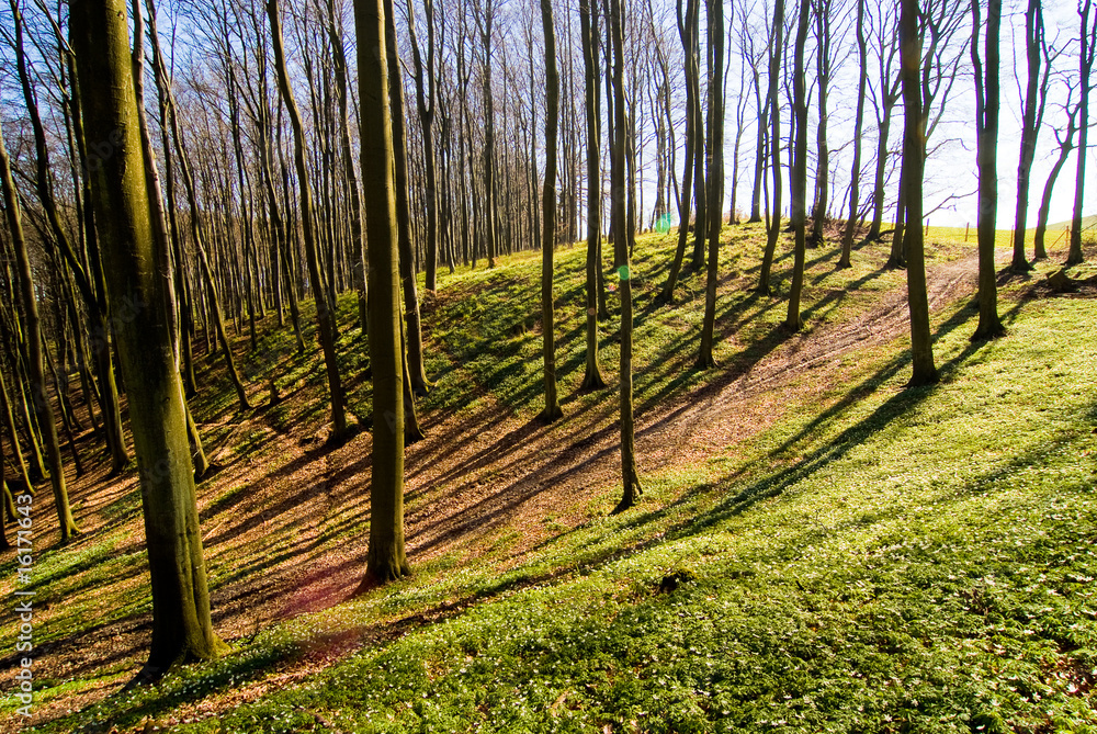 Wald Wald