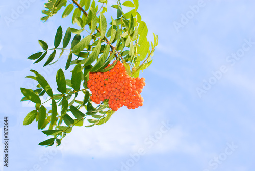 фотографія Rowan