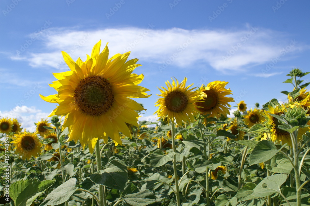 Obraz premium Sonnenblumenfeld