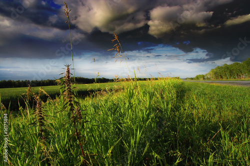 Green field