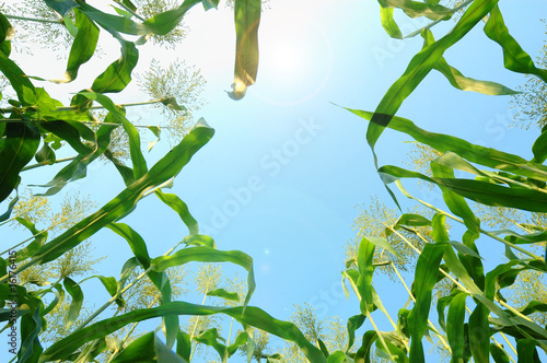 Sorghum with blue sky background photo