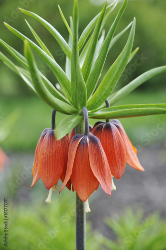 crown imperial - detail