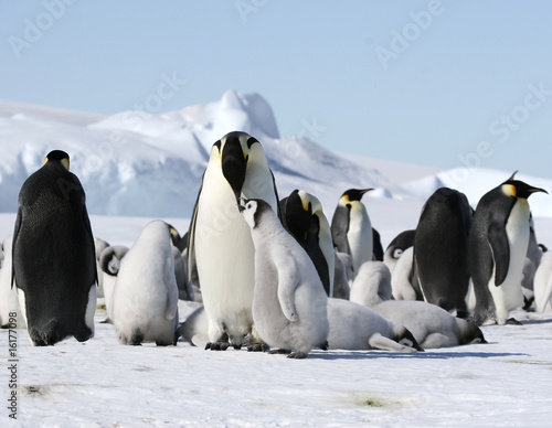 Emperor penguins  Aptenodytes forsteri 